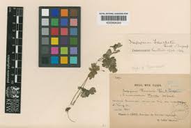 Image result for Isopyrum nipponicum