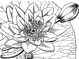 We did not find results for: Lily Pad With Flower Drawing Novocom Top