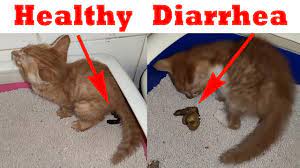 What To Do When Kitten Has Diarrhea Know It Info