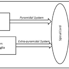 If a nerve has sensory and motor capabilities, it will be attached. Pdf Motor Pathways Basal Ganglia Physiology And Pathophysiology
