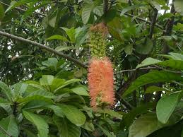 Image result for Lecaniodiscus