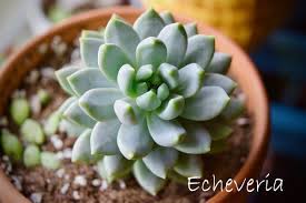 It may be small, but the imitation black leaves stand out in a sea of green. Echeveria Care Tips For Growing Succulents Indoors