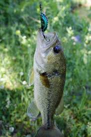 Baby Bass Bottle Cap Fishing Lure Go Kayak Kayaking Kayak Fishing Paddles Gear And More Diy Fishing Lures Bottle Cap Fishing Lures Fish