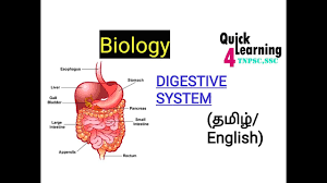 Human body parts name in tamil and english with images, மனித உடல் உறுப்புகள். Body Parts In Tamil Language Tamil Interlangues We Are Providing All Human Body Parts Name In Tamil To English Hindi Karissau False