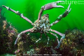 Image result for Lophiocarpaceae