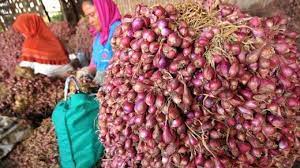 Pola utama distribusi perdagangan bawang merah di indonesia adalah petani pedagang pengepul pedagang eceran konsumen akhir dengan margin perdagangan dan pengangkutan total sebesar 35,73 persen. H 2 Lebaran Harga Cabai Dan Bawang Merah Terpantau Stabil Tribunnews Com Mobile