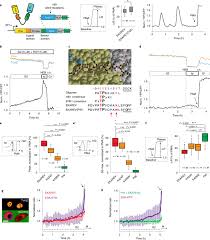 Pixel experience is an android custom rom which brings pixel goodies that includes live wallpapers pixel experience rom, is one of the most popular aftermarket firmware available for many android. Quantifying Single Cell Erk Dynamics In Colorectal Cancer Organoids Reveals Egfr As An Amplifier Of Oncogenic Mapk Pathway Signalling Nature Cell Biology
