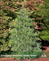 Image result for Nidorella pinnata