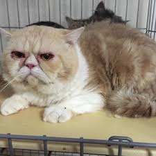 エキゾチックシ を含む猫の里親募集情報 期限順 ペットのおうち 月間利用者150万人