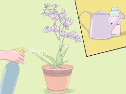 How To Care For Mini Orchids With Pictures Wikihow