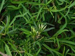 Image result for Pavetta zeyheri