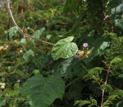 Image result for Ipomoea dichroa