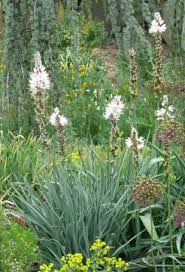 Image result for Asphodelaceae