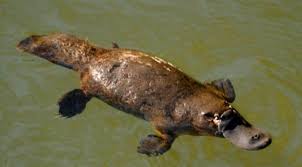 Image result for platypus