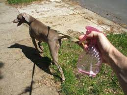Check spelling or type a new query. Cara Menghilangkan Kutu Anjing Secara Natural