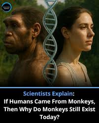The question, “If humans evolved from monkeys, why do monkeys still exist?”  reflects a common misunderstanding of how evolution works. Scientists  explain that humans didn't evolve from the monkeys we see today —