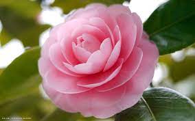 Camellia Flower Most Beautiful Flowers Beautiful Flowers Flowers