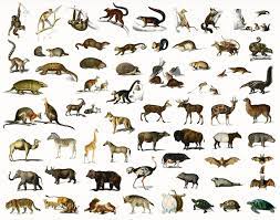 Download Premium Psd Image Of Different Types Of Animals Illustrated By Charles Dessalines D Orbigny 1806 1876 Digitally Enhanced From Our Own 1892 Editio Types Of Animals Different Types Of Animals Animals