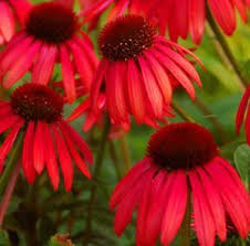 Big Sky Twilight Echinacea Plant Coneflower Ideas Flowers Red Flowers Spring Plants Echinacea