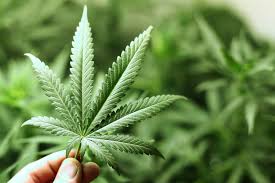 Cannabis in the quran this means cannabis consumption islamic portal — be considered haram. What Does Islam Say About Marijuana Cannabis Weed And Is It Halal The Muslim Vibe