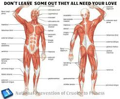 These muscles can be divided into three different groups: All Muscles Need Love Human Muscle Anatomy Human Body Muscles Human Muscular System