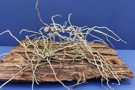 Image result for Microcoelia megalorrhiza