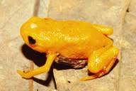 Image result for Brachystephanus