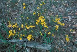 Image result for Acacia lasiopetala