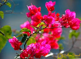 My favourite flower quotes and verses. Bougainvillea Species And Varieties Of Plants Garden