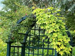 Published by flowersimg on march 13, 2019. Perennial Picks That Make Quick Climbers This Old House