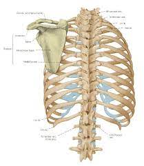Anatomy is the amazing science. The Bones Of The Thorax The Rib Cage Anatomy Bones Abdominal Muscles Anatomy Human Anatomy And Physiology