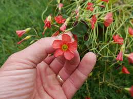 Image result for Oxalis semiloba