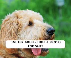Goldendoodle puppies colorado for sale. 7 Best Toy Goldendoodle Puppies For Sale 2021 We Love Doodles