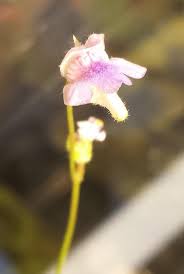 Image result for Genlisea hispidula