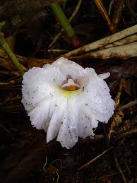 Image result for Aframomum spiroligulatum