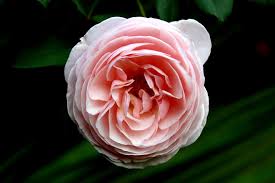 Non ci sono rose simili che producano grandi mazzi di fiori colorati per tutta la stagione. La Rosa Inglese Profumo Di Eleganza Weddings Co
