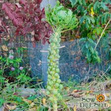 Does sprouts sell cut flowers. Brussels Sprouts Seeds Long Island Improved Sow True Seed