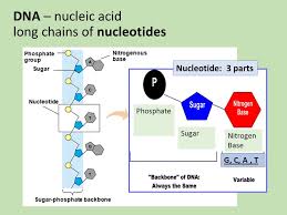 Focus your biology eoc review. Biology Staar Review 2 Dna Rna Protein Cell Cycle Mitosis Meiosis Ppt Video Online Download