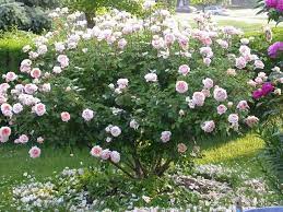 Abraham Darby David Austin Rose Best Roses Sunset Rose English Roses