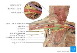 Brachial Plexus Nerves Diagram And Anatomy Kenhub