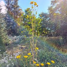Image result for Helianthus angustifolius