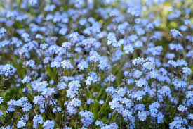 A flower shop website, a pecatonica illinois business website, a florist shop website, a websitebuilder website How To Grow Forget Me Not Bbc Gardeners World Magazine
