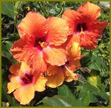 Image result for Pavonia schimperiana