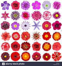 Pink and white flowers meaning. Types Of Red Flowers