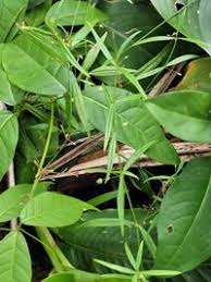 Image result for Oldenlandia lancifolia