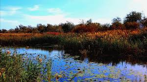 O zi buna iti doresc ! 5 Plante Salbatice Din Delta Dunarii Delicatese Pentru Francezi Hrana Pentru Pescari Si Ciudatenii Gustoase Pentru Turisti Descopera Dobrogea