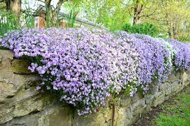 Create a carpet of color and texture beneath existing perennials and shrubs. 15 Best Ground Cover Perennials Garden Lovers Club