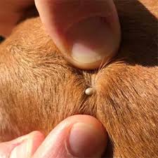 After they take a blood meal from their host, ticks become 'engorged'. Lyme Disease In Dogs Pdsa