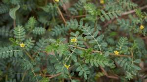 Image result for Tribulus excrucians