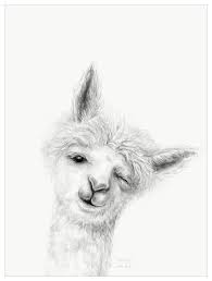 Llama Draw You A Portrait Carolyn Wall Art Llama Drawing Llama Arts Art